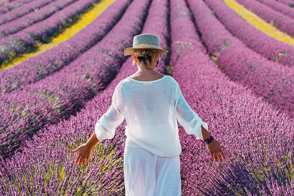 Levandulová pole v blízkosti Marseille