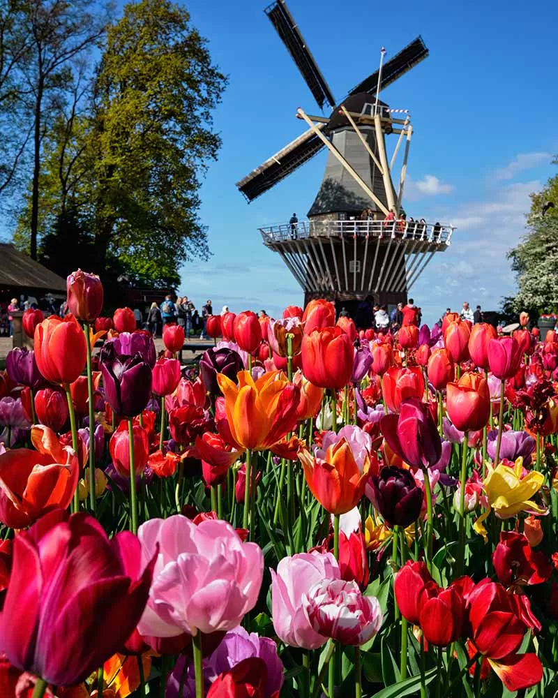 Větrný mlýn v Keukenhof