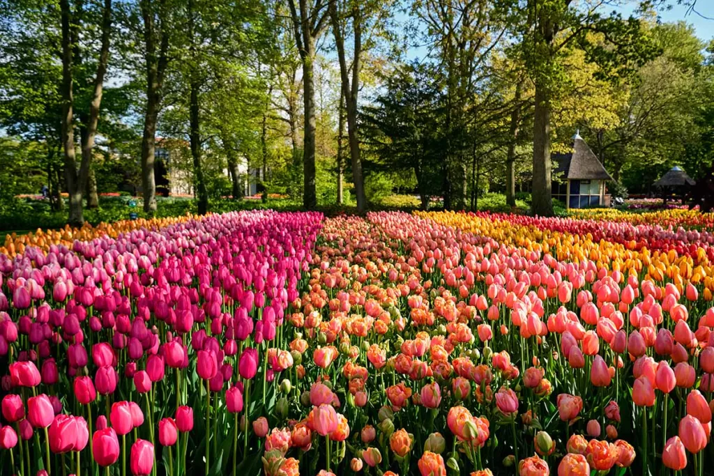 Výstava tulipánů - Keukenhof