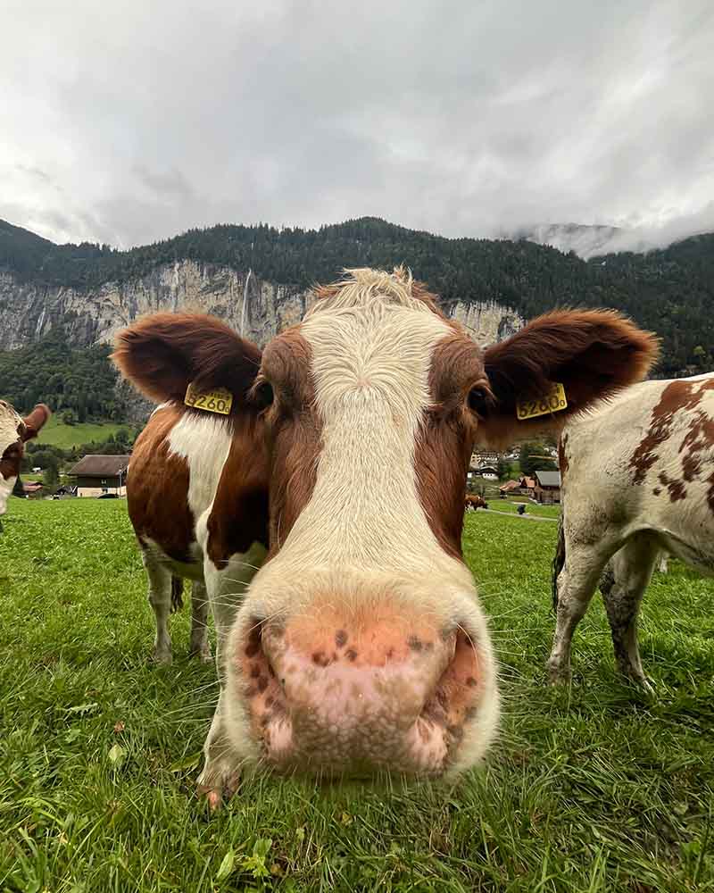Co vidět ve Švýcarsku
